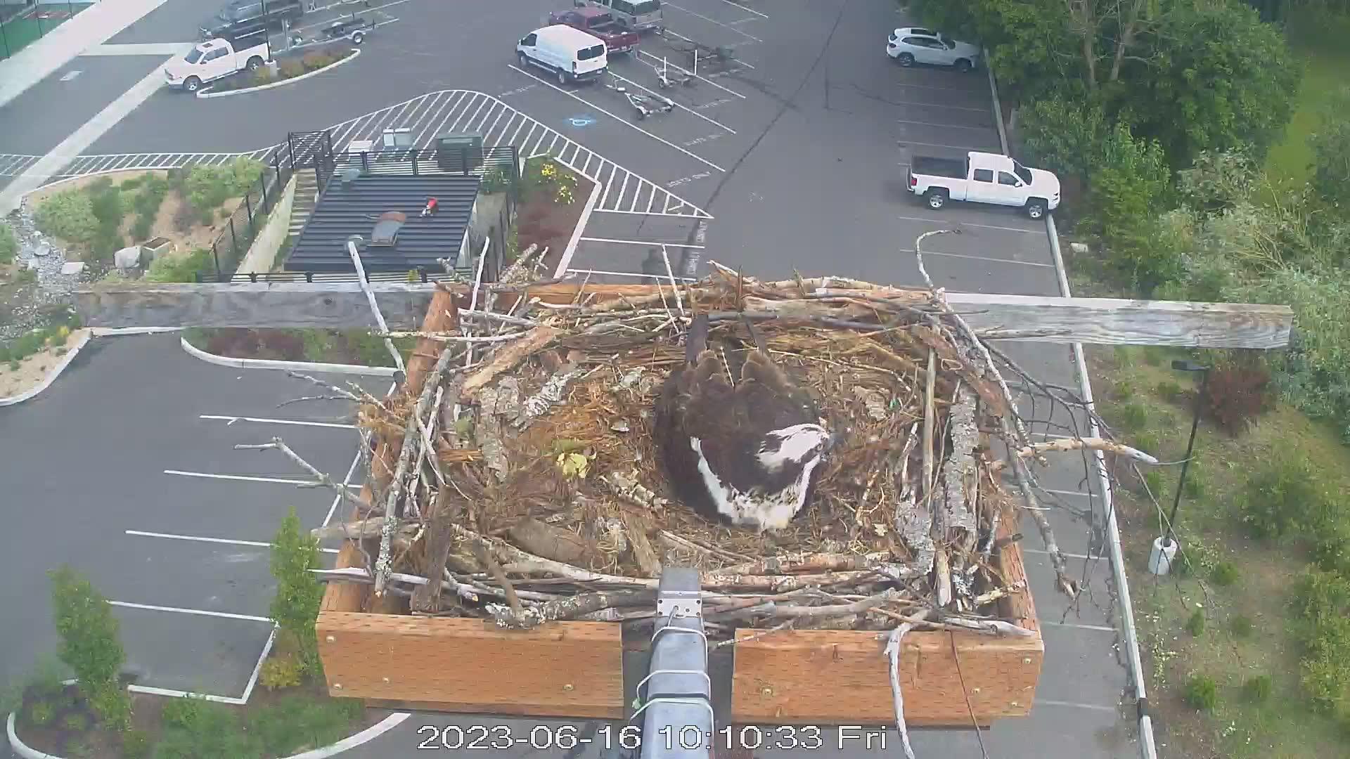 Traffic Cam Dover: Sandpoint - Osprey - USA Player