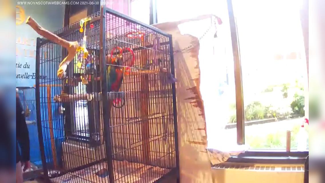 Traffic Cam Halifax: Merlin the Talking Parrot Player